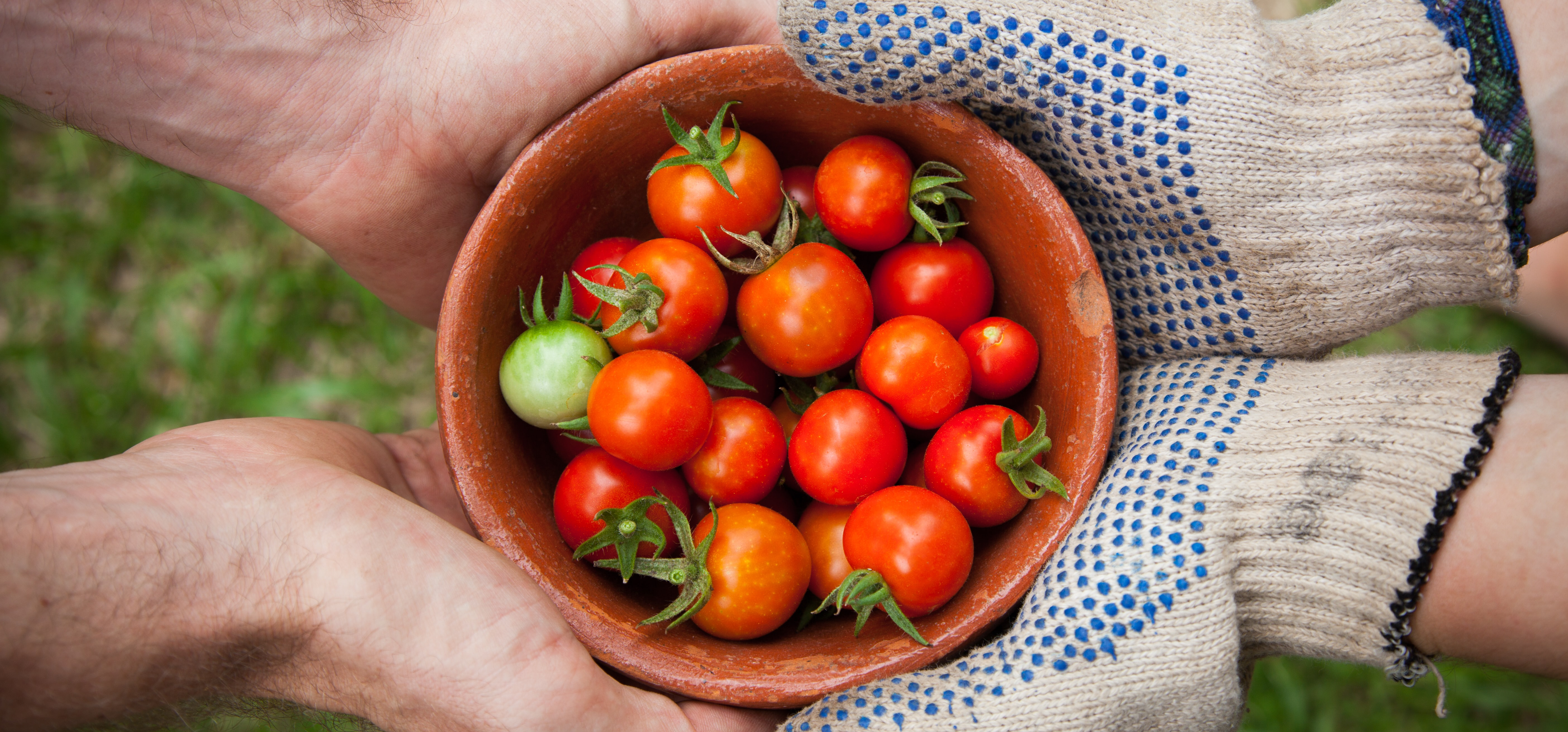 negocio agricola. tomates en negocio agricola